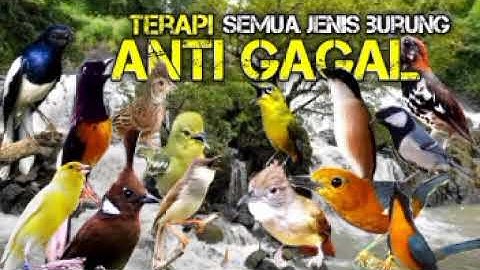 TERAPI ANTI GAGAL | untuk semua jenis burung