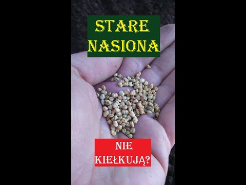 Wideo: Dlaczego stare nasiona nie kiełkują?