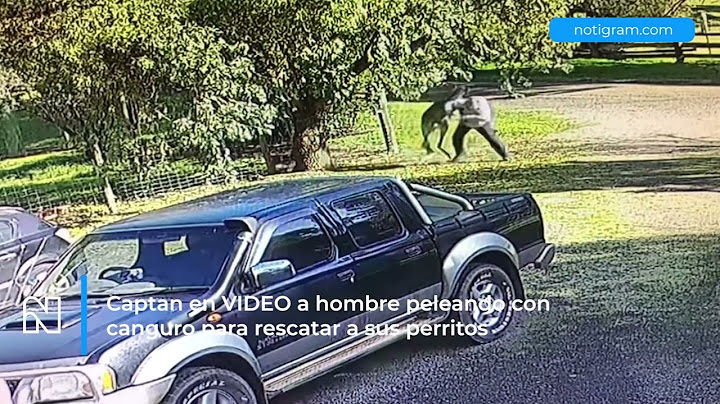 Captan en VIDEO a hombre peleando con canguro para rescatar a sus perritos