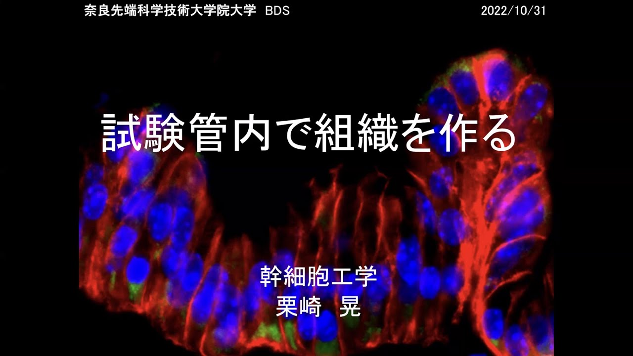 【奈良先端大セミナー】試験管内で組織を作る(幹細胞工学研究室(栗崎研究室))