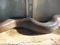 Scariest 17 second snake video EVER! (Video)