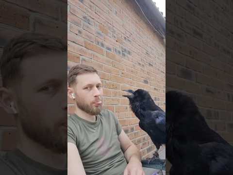 Самая умная птица на планете: что скрывают вороны?