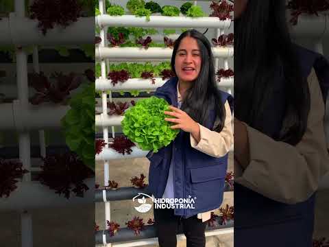 Video: Entornos de plantas hidropónicas: alimentación de plantas de interior cultivadas en agua