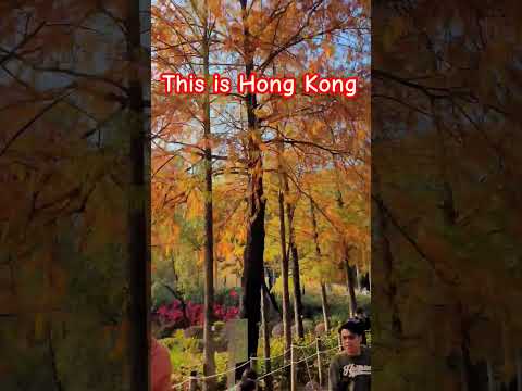 Video: Hongkongin puiston maisemoitu puutarha