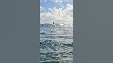 SUP Surfing Hawaii #surf #supsurfing #sup #supsurf #suphawaii #northshore #waves #paddlesurf