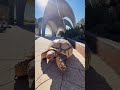 Otis is a showstopper 🤣😂 #turtle #tortoise #walking #animallovers #petlover #park #sanantonio