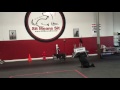 Dog training class today