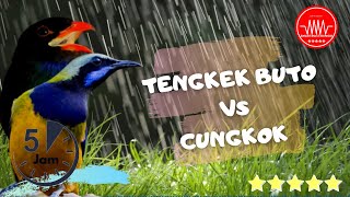 cucak cungkok vs tengkek buto - masteran burung 5 jam