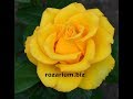 роза чайно-гибридная керио, роза кроненбург, питомник роз полины козловой rozarium.biz