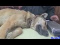 Спасение бездомной собаки Графини/ Операция прошла успешно