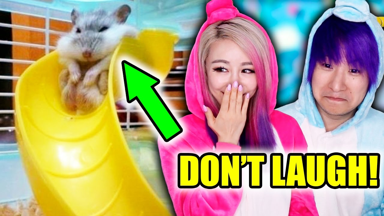 reacticorns try not to laugh