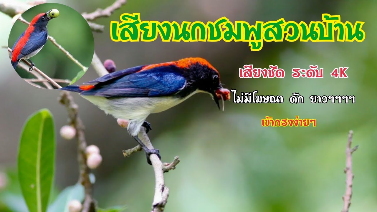 นกชมพูสวนบ้าน #ดักนกบ้านๆ #นกบ้าน #นกชมพูสวนบ้าน #นก