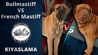 Bullmastiff vs Fransız Mastiff  Farklılıkları, Benzerlikleri, Üstünlükleri ve Zayıflıkları