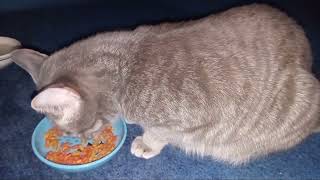 Cat Eating Crunchy Kibble