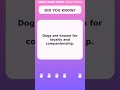 Dog Trivia Time
