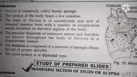 hircinia classification, habitat and comments zoology practical bsc1 best handwritten study notes