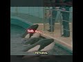 KILLER WHALE The Story Blackfish Didn T Tell You