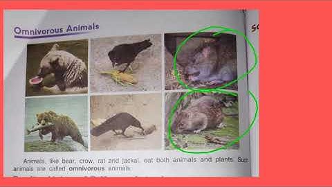 Dav Class -3 Ch-6 Feeding Habits of Animals ( Reading and Explanation) Part-1
