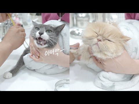 아니 얘 병원에 왔더니 오리 소리를 내는데요🦆