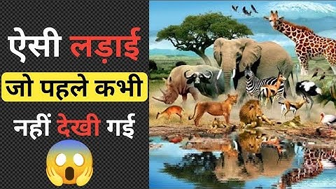 जंगली जानवरों कि सबसे भयंकर लड़ाइया Craziest Fights Of Wild Animals Animal Fight In Hindi