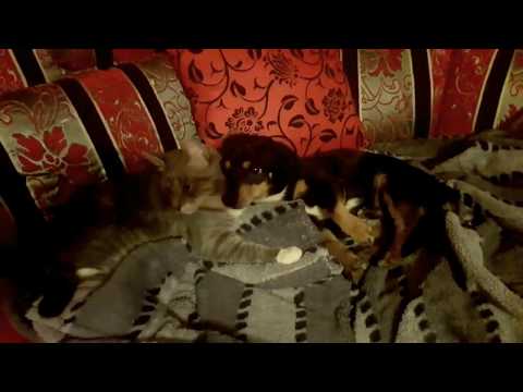 Video: Šuns Erkės Katės Erkės