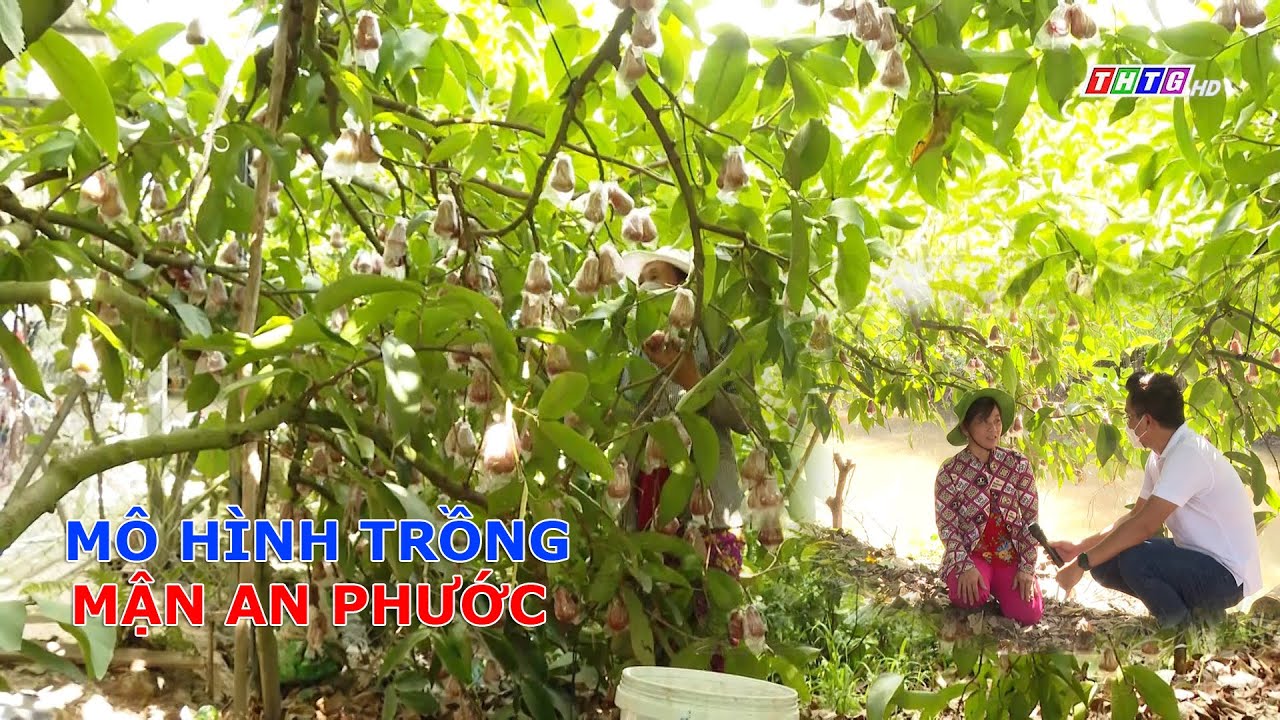 Nông dân chia sẻ kinh nghiệm 20 năm trồng mận An Phước đạt hiệu quả cao