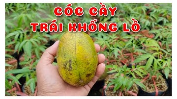 Cây Cây cóc cầy trái khổng lồ | 0386569374 - Ngọc Ngân Bến Tre | Chuyên cây độc lạ