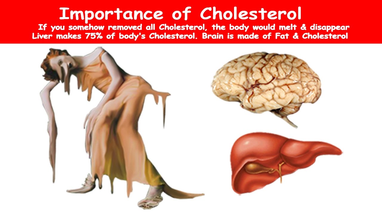 Is the brain made of fat?