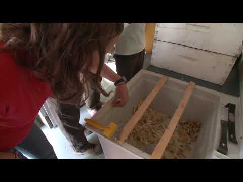 Making Fireweed Honey in Whitehorse - Yukon Territory, Canada