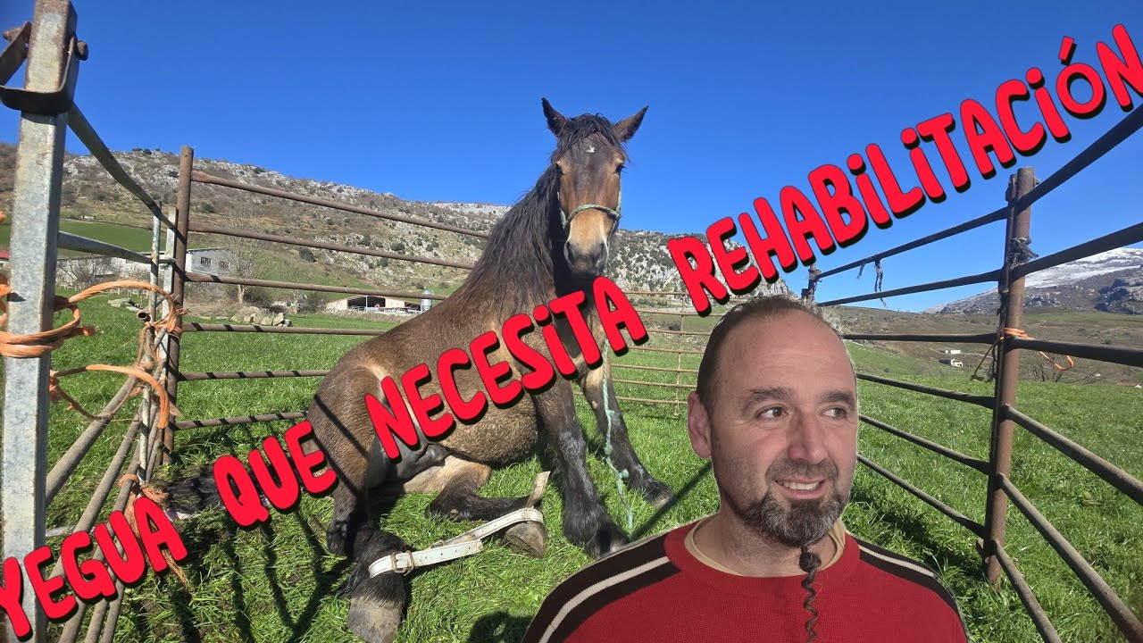 Parto en yegua delicao