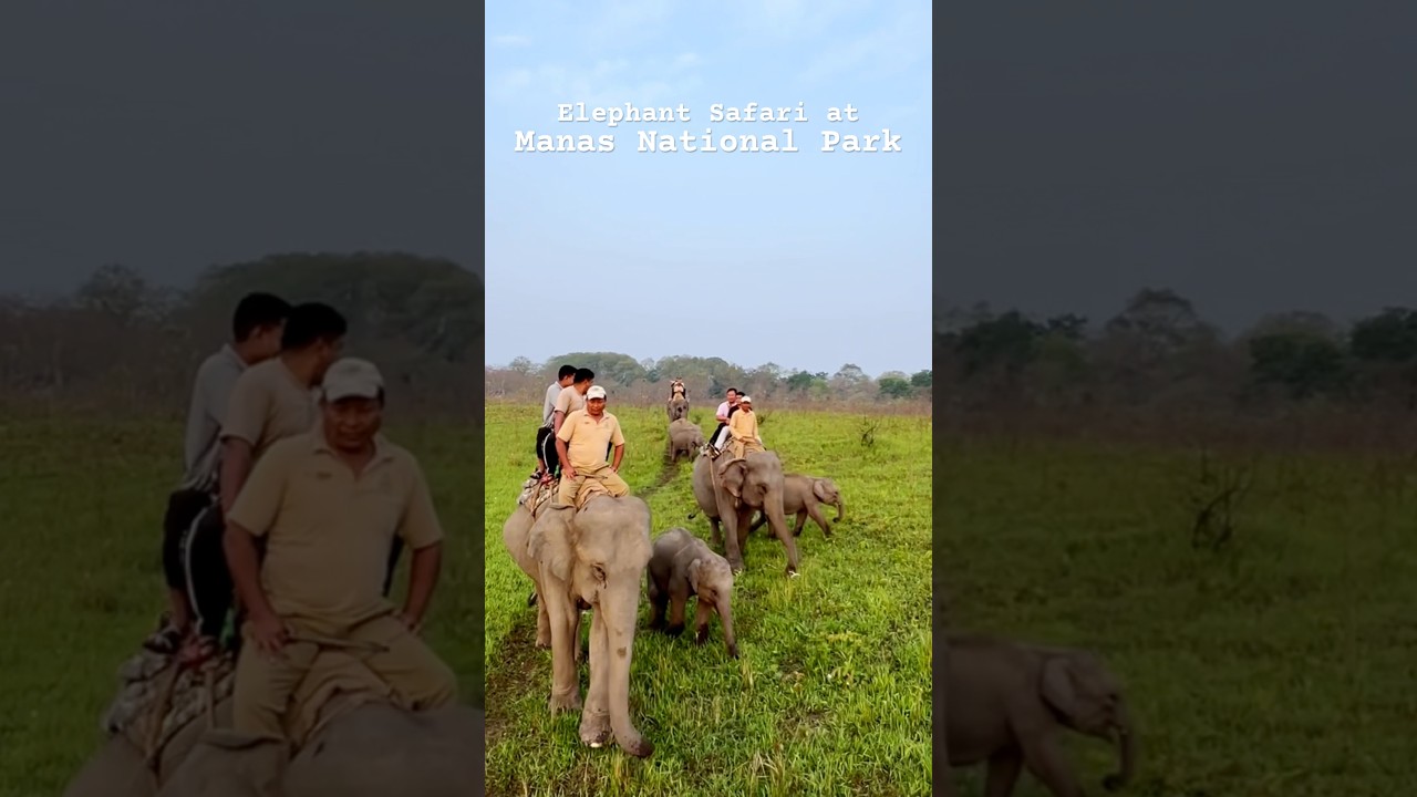 Witness Wildlife from closest proximity | Elephant Safari