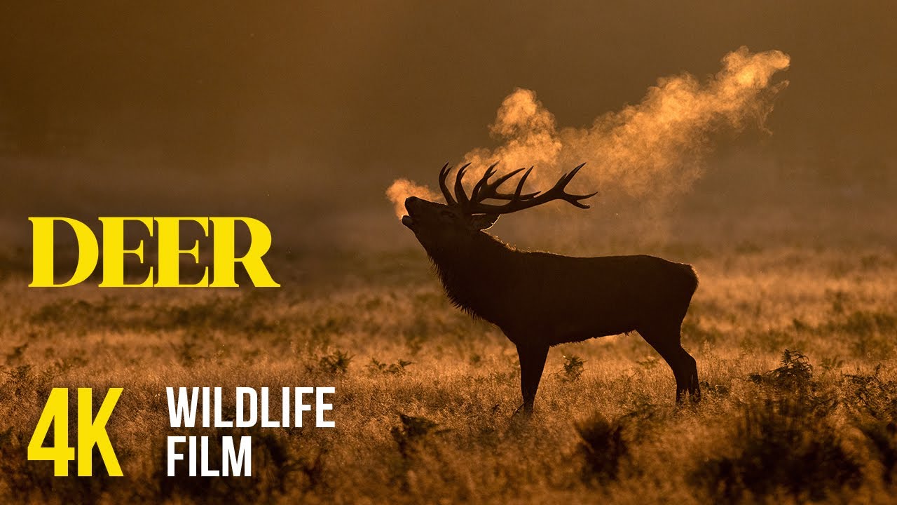 Deer Encounters | 4K Wildlife Video with Real Nature Sounds + Soft Music for Calmness