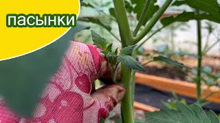 Удаляю пасынки у томатов постоянно, чтоб не вырос лес / релакс с закатом