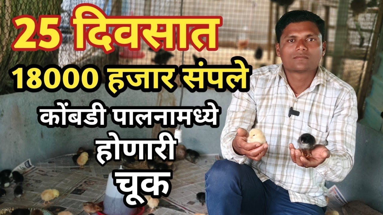 कोंबडी पालनामध्ये होणारी चूक, तुम्ही ही चूक करू नका अन्यथा कोंबडी पालन कधीच यशस्वी होणार नाही 