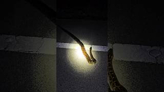 Pythons don't like flat exposed surfaces... But it was probably a car that made it turn around