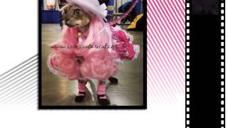 Coco, the Couture Cat! by Teri Thorsteinson 75 views 7 years ago 6 minutes, 38 seconds