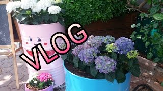 VLOG миндаль, цветы и турецкая свадьба VLOG миндаль, цветы и турецкая свадьба
