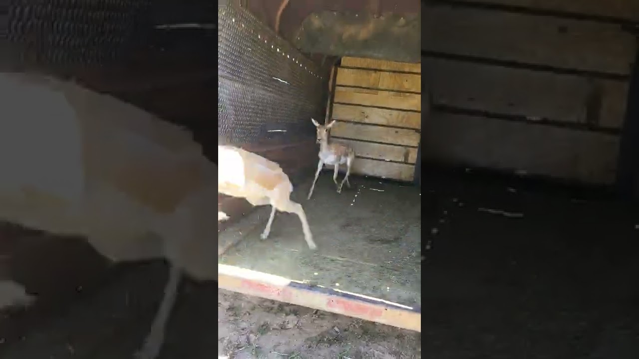Black buck Antelope release