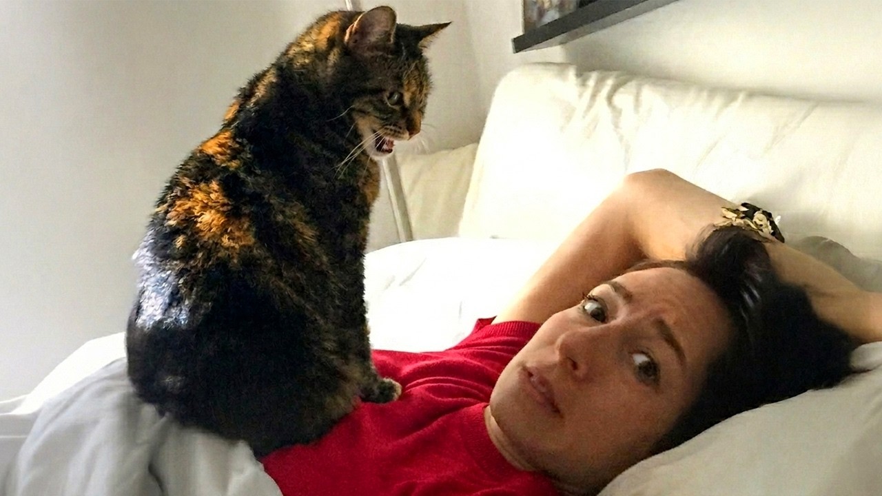 Cat Starts a 3 AM Protest but You Love Them Anyway 😂 Funny Cat and Human Videos