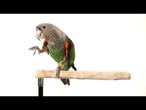 Cómo enseñar a su loro a Wave | Formación del loro