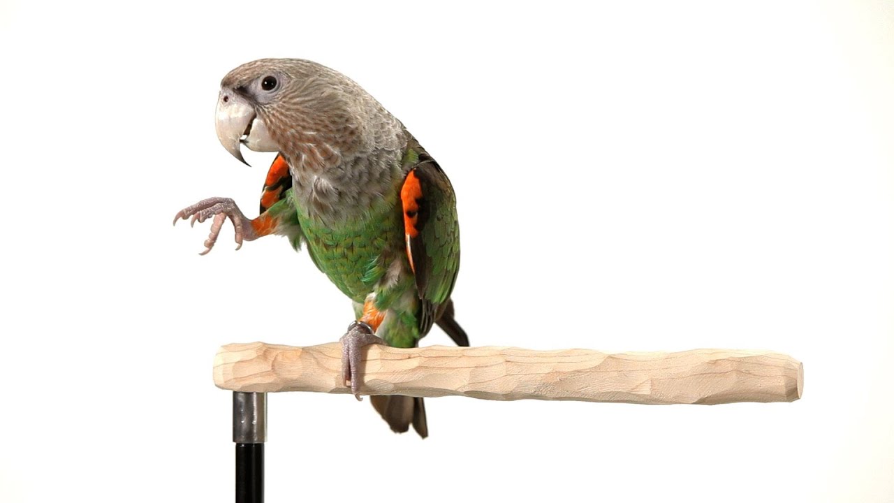 Parrot Intelligence Chart