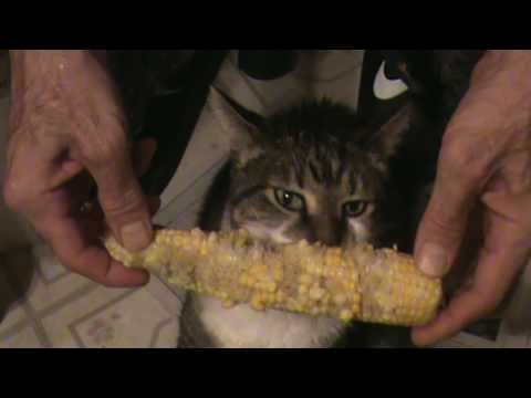 Frankie the Corn Fed Cat! Rest in Peace