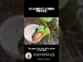 早起きした時にだけ見れるカエルが眠りにつく瞬間がめちゃくちゃ可愛い