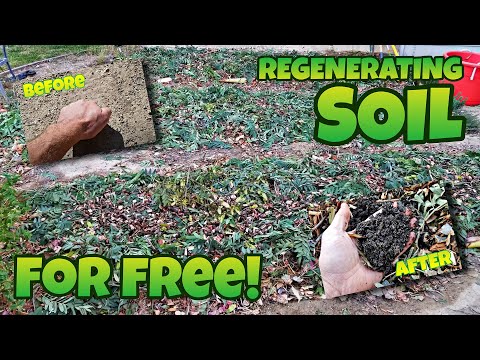 How I built amazing soil FOR FREE with sheet composting!