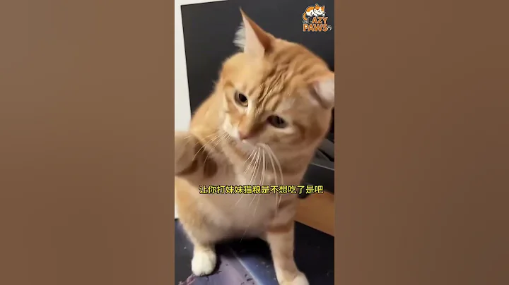 Video 11807271: cat cutecat funny, cuteness cutecat, cat love, cat playing