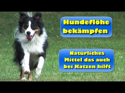 Video: Sicherheit Und Wirksamkeit Einer Neuartigen Oralen Kautablette Mit Sarolaner, Moxidectin Und Pyrantel (Simparica Trio ™) Gegen Natürlichen Flohbefall Bei Hunden In Kundenbesitz In