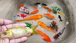 Serok ikan hias warnawarni, ikan koi hias, ikan mas koki, ikan gurami, ikan komet, kurakura brazil