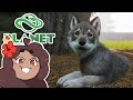 Birth of TRIPLET Wolf Pups!! 🐼 Daily Planet Zoo! • Zoodesia! • Day 77