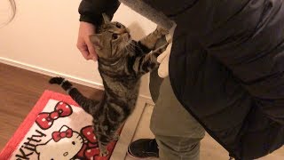 2日振りの妹との再会が嬉し過ぎて身体をよじ登ってくる猫ｗ