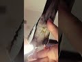 "सिटी आगे, धमाका पीछे! 😂🦜💨"#FunnyBird #TalkingParrot #ParrotComedy #youtubeshorts #viralshorts
